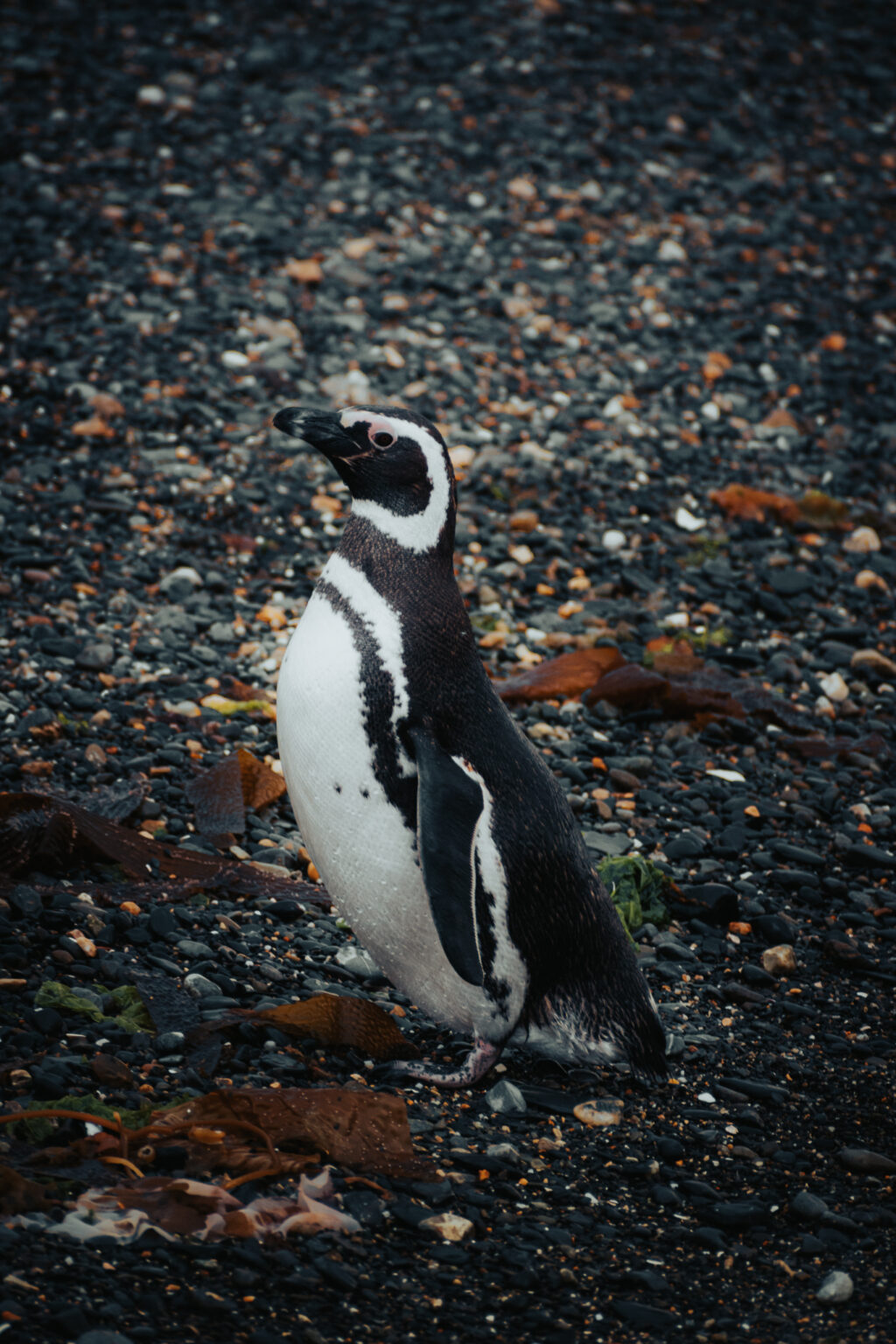 Combo Ushuaia Completa con Pingüinera (Del 01/11 al 31/03) · Argentina