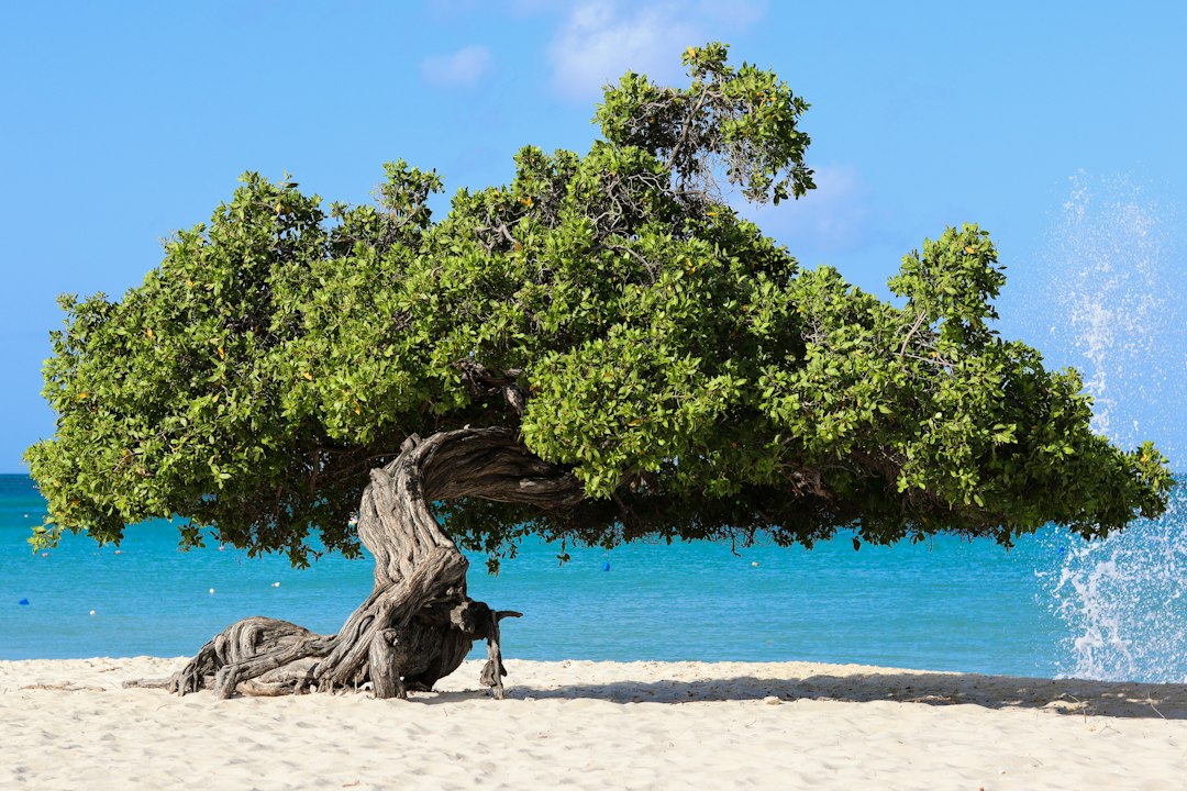 Árbol fofoti en Eagle Beach, Aruba