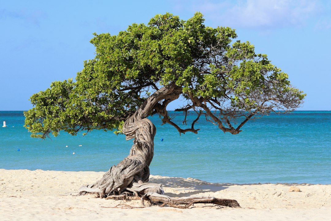 Arena blanca y árbol fofoti en Eagle Beach, Aruba