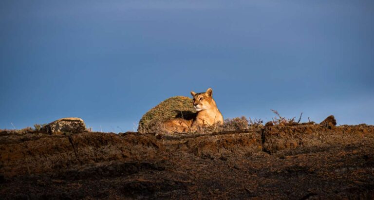 Safari fotográfico de pumas