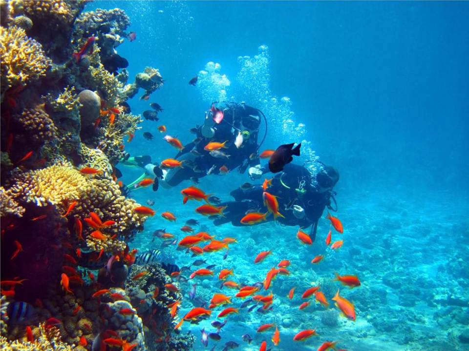 Buceo en Isla Catalina desde Santo Domingo
