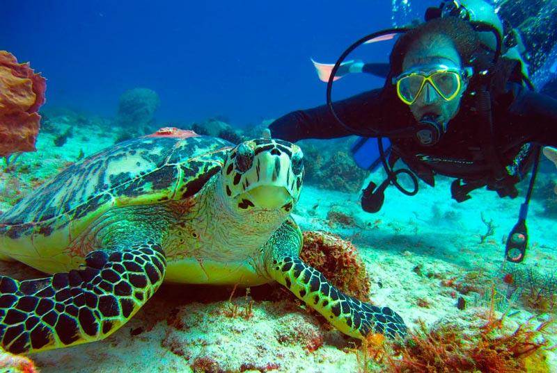 Buceo en Isla Catalina desde Santo Domingo · República Dominicana