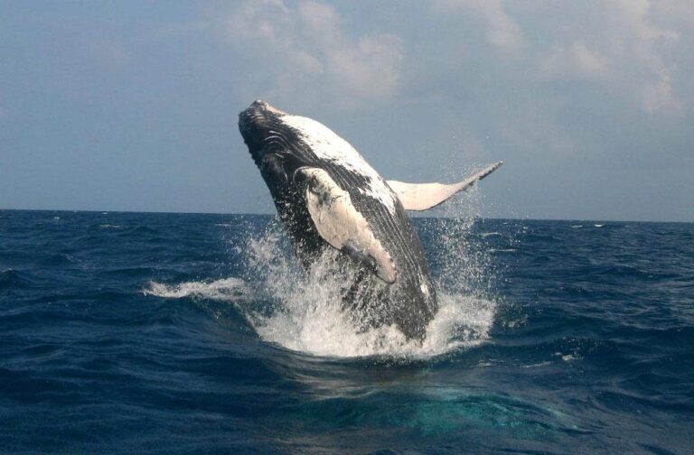 Ballenas jorobadas y Cayo Levantado desde Santo Domingo · República Dominicana